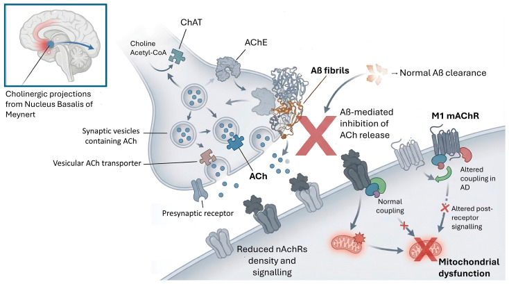 Basal forebrain cholinergic neuron degeneration, notably in the nucleus basalis of Meynert, is represented with reduced choline acetyltransferase (ChAT) activity, impaired synaptic acetylcholine (ACh) signaling, and reduced nicotinic receptor density (including α7 nAChRs). Cholinergic failure links to cognitive impairment (attention, learning, memory) and to amyloid biology, since α7 nAChR stimulation can modulate microglial cytokine release and Aβ uptake/clearance, while Aβ–receptor interactions can also mediate neurotoxic signaling.