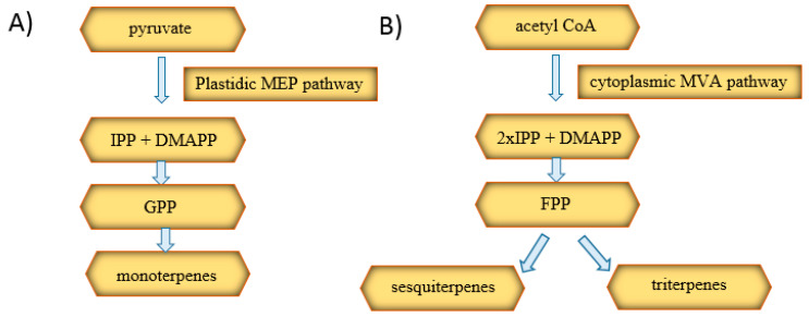 Diagram of the biosynthesis of monoterpenes (A), sesquiterpenes, and triterpenes (B) [42]. MEP: methylerythritol phosphate, IPP: isopentenyl diphosphate, DMAPP: dimethylallyl diphosphate, GPP: geranyl diphosphate, MVA: mevalonic acid, and FPP: farnesyl diphosphate.