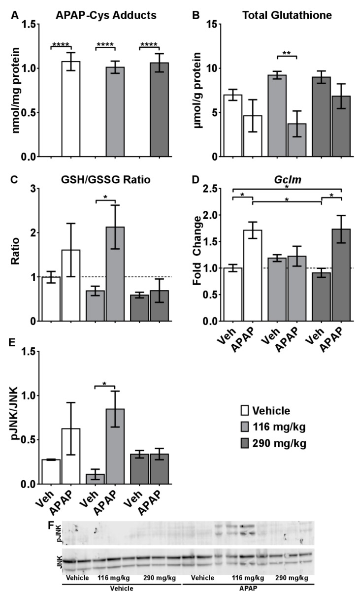 Mechanisms of CRCE/APAP-induced liver injury. (A) APAP-Cys protein adducts; levels of (B) GSH, and (C) GSSG/GSH; (D) mRNA levels of Gclm as measured by quantitative real-time (qRT) PCR; E) protein levels of Jnk and pJNK as measured by Western blot; and F) representative blot. Veh (n = 7); Veh + APAP (n = 7); 116 mg/kg CBD (n = 7); 116 mg/kg CBD + APAP (n = 7); 290 mg/kg CBD (n = 8); 290 mg/kg CBD + APAP (n = 8). Data presented as mean ± SEM fold changed from vehicle (* p < 0.05; ** p < 0.01; and **** p < 0.0001). GSSG levels were significantly affected by APAP (p = 0.0151), but there are no significant comparisons.