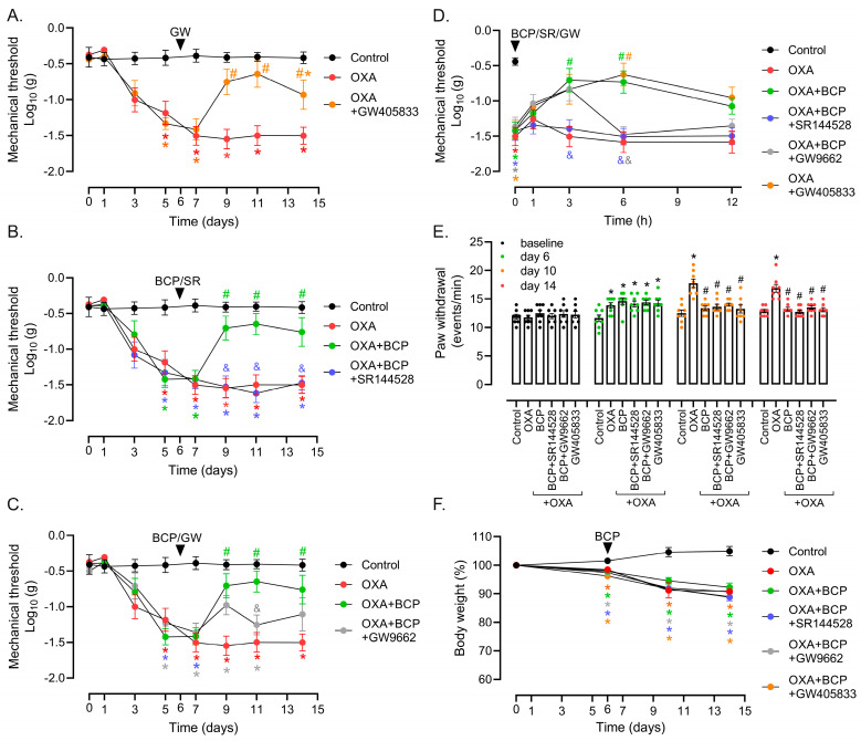 Role of CB2 receptor and PPARγ in BCP anti-nociceptive effect. von Frey tests showing the effect of the (A) CB2 agonist GW405833 (1mg/kg; i.p. daily), (B) BCP combined with the CB2 receptor antagonist SR144528 (1 mg/kg, i.p. daily), and (C) BCP combined with the PPARγ antagonist GW9662 (1 mg/kg, i.p. daily) in the therapeutic protocol. OXA treatment started on day 0, and BCP (100 mg/kg, gavage, daily) with or without CB2 and PPAR antagonists started on protocol day 6 (see Figure 1A and Section 2 for details). Data shown in panels (A–C) were collected from the same experiment, and split to ease visualization of the tested agonist/antagonists. Note that the “control” and “OXA” groups’ data are the same in the (A–C) panels. (D) Short-term effect (1, 3, 6, and 12 h) of a single dose of BCP (100 mg/kg, gavage) combined with SR144528 (1 mg/kg, i.p. daily) or GW9662 (1 mg/kg, i.p. daily) in animals with established neuropathy caused by OXA. The effect of the CB2 agonist GW405833 (1 mg/kg; i.p. daily) in OXA-treated mice is also shown. Using the therapeutic scheme, on protocol day 6, mechanical nociception was monitored using the von Frey test after the first administration of BCP with/without antagonists. (E) Cold plate test showing the effect of CB2 and PPARγ antagonists combined with BCP, and of the CB2 agonist GW405833, upon cold sensitivity at baseline (protocol day −1) and different time-points in the therapeutic model. (F) Body weight changes in mice treated with OXA/BCP in the presence or absence of CB2 and PPARγ antagonists. Body weight per mouse was expressed as a percentage compared to respective weight on protocol day 0. * Different from the vehicle/control group, # different from the OXA group, and & different from the OXA + BCP group at the same experimental time point (ANOVA; p < 0.05; n = 8/group).