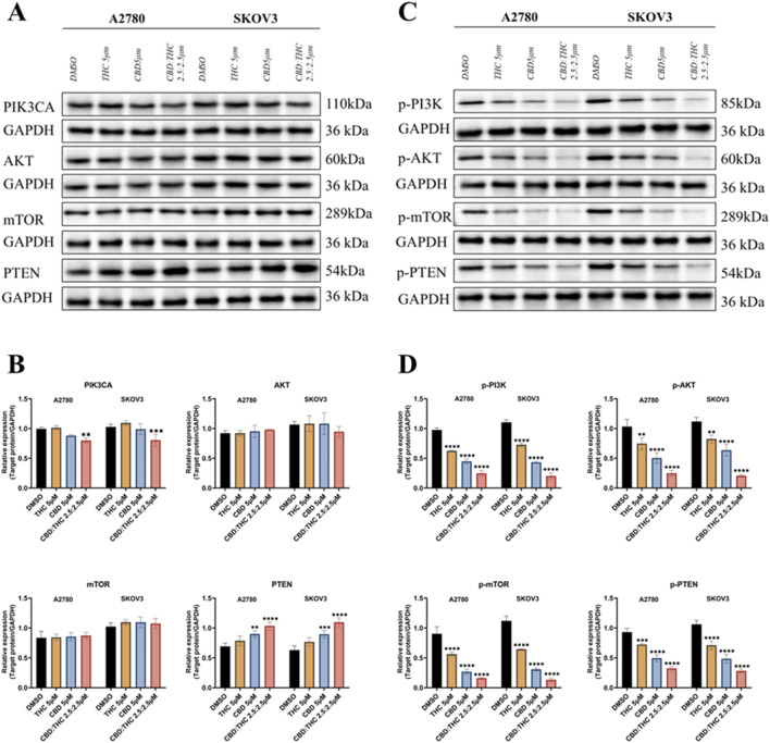 Western blot analysis and bar graphs illustrating protein expression in A2780 and SKOV3 cell lines. Panels A and C show protein bands for PIK3CA, AKT, mTOR, PTEN, p-PI3K, p-AKT, p-mTOR, and p-PTEN compared to GAPDH across different treatments. Panels B and D display relative protein expression levels with bar graphs, showing statistical significance indicated by asterisks for each protein and treatment group.