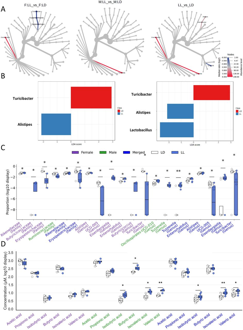 Differential abundance of microbial taxa between constant light (LL) and light/dark (LD) conditions at the genus level. A, Heat tree visualization shows taxa that significantly differ in abundance females (F; left), males (M; middle), combined sexes (right) between LL and LD groups. Red branches indicate taxa enriched under LL conditions, while blue branches indicate those more abundant in LD. Node size corresponds to taxon abundance, and color intensity reflects the log□-fold change in median relative abundance. B, Linear Discriminant Analysis Effect Size (LEfSe) analysis (P-value cutoff < 0.05, log LDA score > 2.0, the LDA score on the x-axis indicates the effect size of each taxon); C, Box-and-whisker plots of relative abundance for gut microbiota taxa (Family and Genus) that differed significantly between light–dark (LD) and constant light (LL) conditions; females (F; left; purple), males (M; middle; green), combined sexes (right; blue). Significant differences were determined by students t-test (p < 0.05). D, Box-and-whisker plots of Log10 fold change in the concentrations of various SCFAs that were measured via gas chromatography. The analysis was performed using an unpaired Student’s t-test separately for females (F; left; purple), males (M; middle; green), combined sexes (right; blue). Asterisks denote statistically significant differences: * p < 0.05.