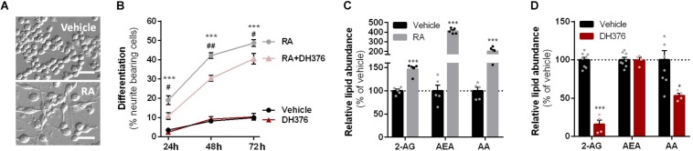 RA-induced differentiation increased cellular 2-AG levels and is reduced by DH376 treatment. (A–C) Neuro-2a cells were differentiated with RA (50 μM, 2% serum, 24–72 h) in the presence or absence of inhibitor DH376 (100 nM). (A) Phase contrast microscopy of representative differentiated and non-differentiated Neuro-2a cultures (72 h incubation). Scale bar: 50 μm. (B) Neuro-2a differentiation was quantified as the percentage of neurite bearing cells [mean ± SEM (n = 3), t-test: ∗∗∗p < 0.001 vehicle versus RA, #p < 0.05, ##p < 0.01 RA versus RA-DH376]. (C) Lipidomics analysis on vehicle and RA-stimulated cells (72 h). Lipid abundance was normalized to the number of cells. Data is expressed as % of vehicle [mean ± SEM (n = 5), t-test: ∗∗∗p < 0.001]. (D) Lipidomics analysis on in situ DH376-treated Neuro-2a (100 nM, 2 h). Lipid abundance was normalized for the amount of protein. Data is expressed as % of vehicle [mean ± SEM (Veh: n = 8, DH376: n = 4), t-test: ∗p < 0.05, ∗∗∗p < 0.001].