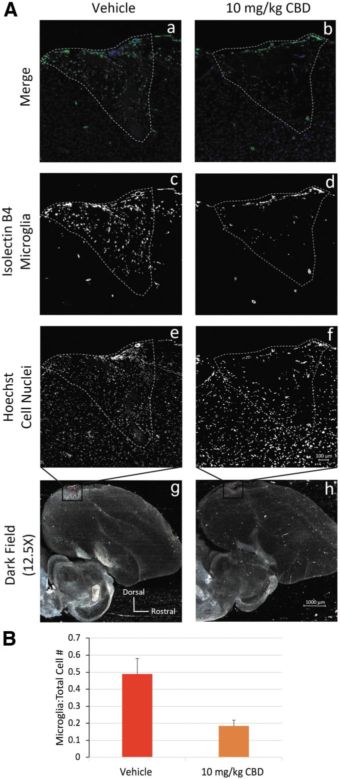 IF imaging and quantification of the microglial marker isolectin B4,13 n=3 for each treatment. (A.a–A.f) IF imaging at 200×sections of representative HVC microlesioned zebra finch brains treated with either the vehicle or 10 mg/kg CBD +0.02% THC with isolectin B4 (green) and DAPI (blue). White outline describes microlesioned areas. (A.g, A.h) Darkfield images at 12.5×of parasagittal sections. Red-dotted line outlines HVC. (A.c–A.h) Black box. (B) Quantification of isolectin B4-positive cells normalized to total cells in the lesioned area. Two-tailed t-test p<0.03. Error bars represent 1 standard deviation. IF, immunofluorescent.