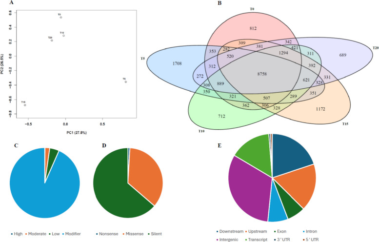 Distribution, impact, types and genomic localization of the genetic variants in the Cannabis sativa ‘Critical Purple Kush’ (CPK) cultivar. A Principal component analysis showing the clustering of samples across five time points; B Venn diagram representing the numbers of shared and unique SNPs between the five time points; C-E Pie charts showing the distribution of detected SNPs by impact (C); D type; and genomic localization (E) of SNPs across functional regions