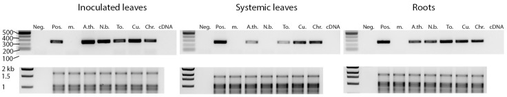 Pathogenicity of HLVd on herbaceous hosts. Freshly prepared inoculum of HLVd was applied to Arabidopsis thaliana Col-0 (A.th.), Nicotiana benthamiana (N.b.), tomato cv. Moneymaker (To.), cucumber cv. Harris (Cu.), and Chrysanthemum morifolium (Chr.). Crude sap from healthy hemp was used for mock control (m.), and nanopure water was used for RT-PCR negative control (Neg.). The expected band size is 256 bp. HLVd detection was performed on the inoculated leaves (left panel), juvenile leaves (middle panel), and roots (right panel). rRNA gels are included below each RT-PCR panel. Sizes of DNA marker bands are indicated next to each band.