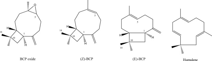 Trans‐caryophyllene, its isomers, and oxidative product.