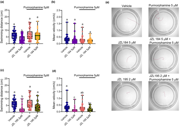 Activation of smoothened rescues locomotor deficits caused by MAGL inhibition and partially rescues escape swimming deficits caused by dual FAAH/MAGL inhibition. Escape swimming in response to an acute touch stimulus was assessed in zebrafish embryos at 2 days post‐fertilization (dpf). The effect of ~24‐h drug treatment on embryonic escape swimming distance (cm) and mean velocity (cm/s) was measured, and mean ranks of treatment groups were compared against each other. In each respective treatment group, the horizontal line within its boxplot represents the median value which is surrounded by the interquartile range, while the error bars represent the maximum and minimum values. (A, B) The effects of the vehicle control (n = 34), 5 μM JZL 184 (n = 37), 5 μM purmorphamine (n = 34), and 5 μM JZL 184 in the presence of 5 μM purmorphamine (n = 34) on escape swimming was compared. (C, D) The effects the vehicle control (n = 34), 2 μM JZL 195 (n = 38), 5 μM purmorphamine (n = 34), and 2 μM JZL 195 in the presence of 5 μM purmorphamine (n = 33) on escape swimming was compared. (E) Representative tracings of the swimming paths are shown for vehicle, 5 μM Purmorphamine, 5 μM JZL 184, 5 μM JZL 184 + 5 μM Purmorphamine, 2 μM JZL 195 and 2 μM JZL 195 + 5 μM Purmorphamine. N = 4 experiments with 8–10 animals per experiment for each treatment. Columns which share the same letter(s) of the alphabet are not statistically different from one another (Kruskal–Wallis, followed by Dunn's multiple comparisons test—where statistical significance was determined as p < 0.05).