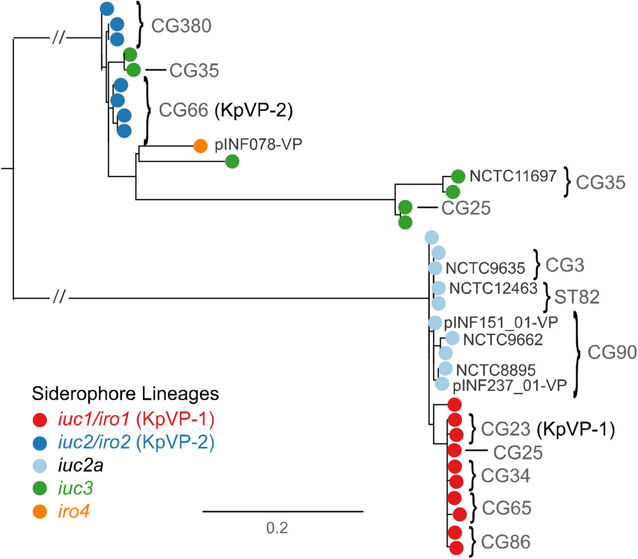 Maximum likelihood phylogeny of representative IncFIBK replicon sequences from strains with iuc/iro plasmids.Each tip represents a unique IncFIBK replicon sequence (spanning repA, oriT, sopAB), coloured according to the iro/iuc lineage carried by the corresponding strains as per inset legend. FIBK sequences found in the representative plasmid sequences (shown in Fig. 2 and listed in Table S2) are labelled; tips/subclades are also annotated to indicate those found in common clonal groups (CG; see Fig. 3).