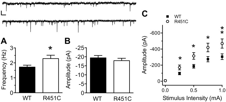 Increased inhibitory synaptic transmission at LII/III synapses from Nlgn3R451C mice.mIPSC frequency (A), but not amplitude (B) of spontaneous inhibitory transmission in the presence of 1 μM TTX is increased Nlgn3R451C mice (WT = 39, Nlgn3R451C = 32). Inset: 15s raw trace from a WT (top) and Nlgn3R451C (bottom) mouse. Scale bar: 25 pA; 0.5 s. C) The input/output (I/O) relationship of eIPSC amplitude to stimulus intensity is stronger in Nlgn3R451C mice compared to WT controls (WT = 33, Nlgn3R451C = 30). * P < 0.05, ** P < 0.01.
