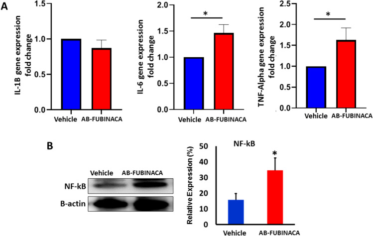 A The relative expression levels of IL-1B, IL-6, and TNF-Alpha mRNA in the kidney of AB-FUBINACA treated mice compared with vehicle treated mice. B The expression level of NF-kB protein in the kidney of vehicle and AB-FUBINACA treated mice. Data presented as mean ± SEM. *p-value < 0.05