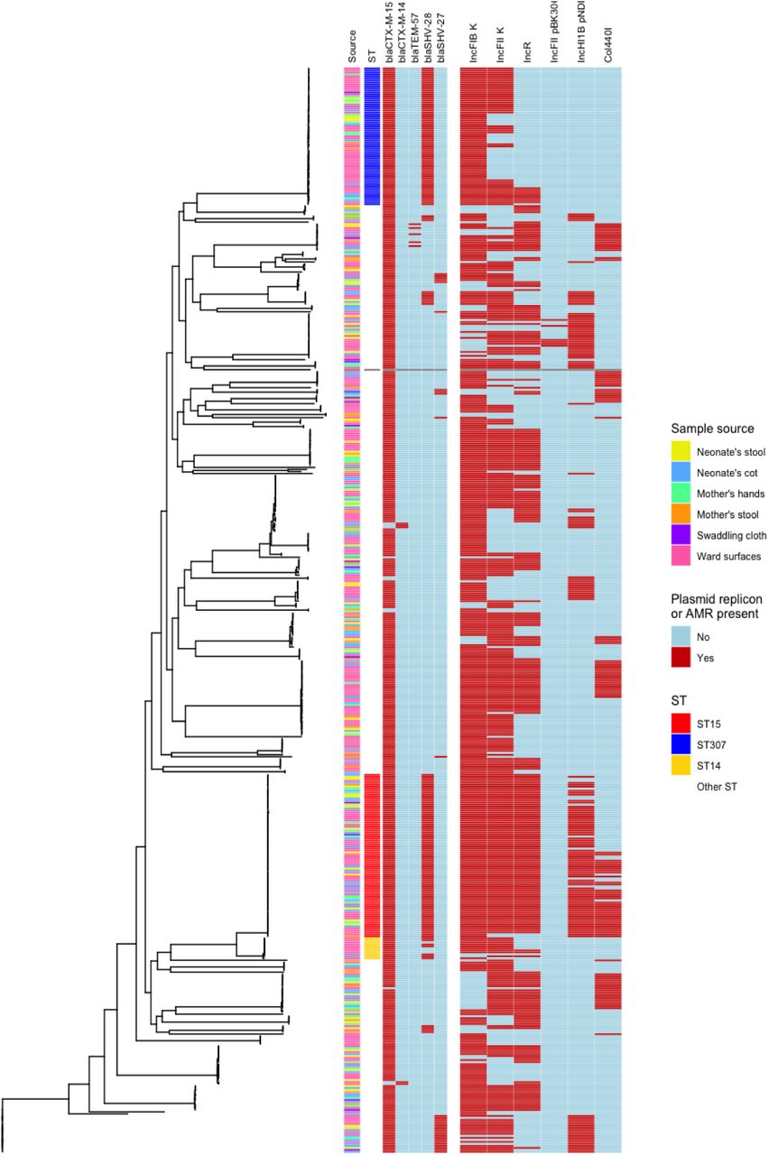 A phylogenetic tree of the ESBL K. pneumoniae sensu strictu isolates from the single colony isolates. The first column represents the sample source of the isolate, the second column represents the ST of the isolates, the third-fifth columns represent the presence or absence of specific AMR genes and the sixth-eleventh columns represent the presence or absence of specific plasmid replicons.