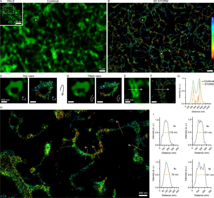 3D‐STORM super‐resolution imaging readily outlines ultrathin astrocytic processes beyond the diffraction limit. (A) High magnification confocal image of a single electroporated astrocyte. Stars denote features that are shown on subsequent figure panels. (B) 3D STORM super‐resolution image of the very same field of view. Color coding is based on the axial depth of localization points relative to the focal plane. Stars denote features that are shown on subsequent figure panels. (C) Enlarged view of a loop‐like structure from panel (A) and (B). The confocal image was deconvolved and 3D reconstructed from 3 planes, corresponding to the range of STORM imaging. (D) Tilted view of the very same structure as in (C). STORM reveals that this loop is only partial and non‐continuous along the z direction. (E–G) Intensity measurement along the same structure from corresponding confocal and STORM image pairs (labeled by stars in A and B). (H) STORM imaging of another PALE‐labeled astrocyte, but electroporated with an alternative membrane‐targeted construct, Lck‐GFP. The fine morphological details are similar. (I) Intensity measurements along astrocytic segments (“S”, orange lines in H). Process width is determined from the Full Width at Half Maximum (FWHM) values.