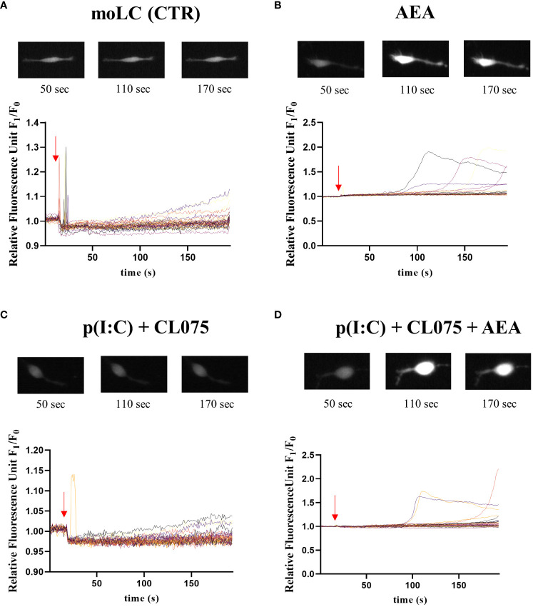 Anandamide causes delayed calcium transients in moLCs. Monocytes were cultured in the presence of GM-CSF, TNFα, TGFβ and IL-4 (for 48 hrs) for 5 days to generate moLCs. Cells were seeded at a density of 5 × 104 cells/ml in Ibidi μ-Slide chambers on day 5. Representative graphs showing changes in intracellular Ca2+ concentration in response to vehicle (0.1 v/v% absolute ethanol) (A), 10 µM AEA (B), p(I:C) (20 µg/ml) and CL075 (0.5 µg/ml) (C) and the three compounds together (AEA + p(I:C) + CL075) (D) as determined by measuring changes in Fluo-4 fluorescence in real time by Olympus IX-81 Microscope. Arrows show the approximate time of application of treating compounds. Representative images above the line graphs show typical changes in fluorescence intensity at the marked time points. AEA, N-arachidonoylethanolamine, anandamide; CL075: TLR7/8 agonist, p(I:C), Polyinosinic:polycytidylic acid, TLR3 agonist.