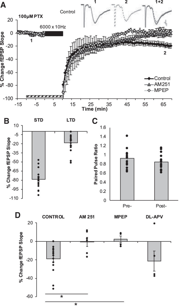 6000 × 10 Hz LFS induces CB1R and mGluR5-dependent LTD. (A) LTD was measured as the average percentage of change in the fEPSP slope relative to baseline for minutes 65–75 as a result of the delivery of the 6000 × 10 Hz LFS (indicated as black bar). Striped bar represents the duration of exposure of pharmacological inhibitors. Numbers 1 and 2 indicate the relative timing that corresponds to the representative traces in A. All recordings took place in the presence of 100 µM picrotoxin (PTX)-containing aCSF. Representative field excitatory postsynaptic potentials (fEPSPs) are displayed in the upper right corner illustrating the preconditioning period (1, solid black line) and the end of the postconditioning recording (2, dotted black line). Scale represents 0.2 mV by 1 msec. (B) The average magnitudes of short term depression (STD) and LTD are indicated as the first minute and the last 5 min of the postconditioning recordings, respectively. Bars represent the average LTD (−18.75 ± 3.50%, n = 16 slices) induced by 6000 × 10 Hz in the control data set. Dots represent the average amounts of STD and LTD for each slice that make up this data set. (C) The paired pulse ratios evaluated before the induction of LTD and at the end of the postconditioning recording were not statistically significantly different, providing indications that this LTD is not mediated by a change to presynaptic neurotransmitter release probability. (D) Pharmacological inhibition of CB1R (−0.55 ± 4.47%, n = 6 slices, P = 0.012) or mGluR5 (2.07 ± 3.71%, n = 4 slices, P = 0.0026) but not NMDARs (−21.45 ± 10.96%, n = 6 slices, P = 0.82) block the maintenance of 6000 × 10 Hz-LTD. Dots represent the average amounts of LTD for each slice that make up the average (indicated as the bar) for each group. Error bars throughout represent the standard error of the mean. Statistical significance was achieved by a two-tailed t-test compared against control and P < 0.05 is indicated by a *.