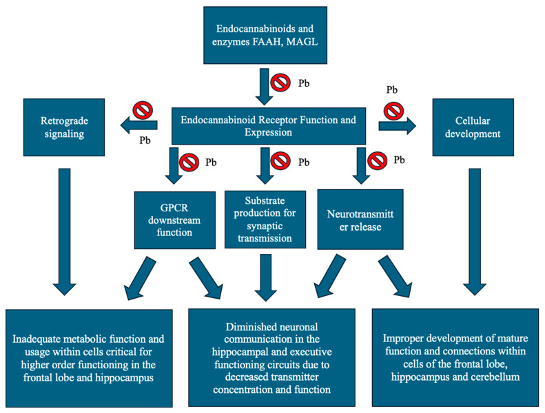 Lead’s potential impact on the endocannabinoid system and its downstream neurological consequences in neurotransmission and function in the frontal lobe, hippocampus and cerebellum. Substrate production for synaptic transmission and neurotransmitter release effects of lead inhibit functioning of neuronal pathways in the function of memory circuits and executive functioning in the hippocampus and frontal lobes. Lead’s effects on retrograde signaling have impact on numerous CNS functions, as does GPCR function and cellular development.