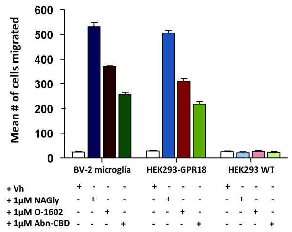 Cell migration induced by NAGly, O-1602, Abn-CBD. Cell migration in response to Vh (0.1% DMSO); 1 μM NAGly; 1 μM O-1602; 1 μM Abn-CBD in BV-2, HEK293-GPR18 and HEK293 WT cells. n = 3. This figure represents data previously published [11] and is intended to illustrate the context of the novel findings reported here.