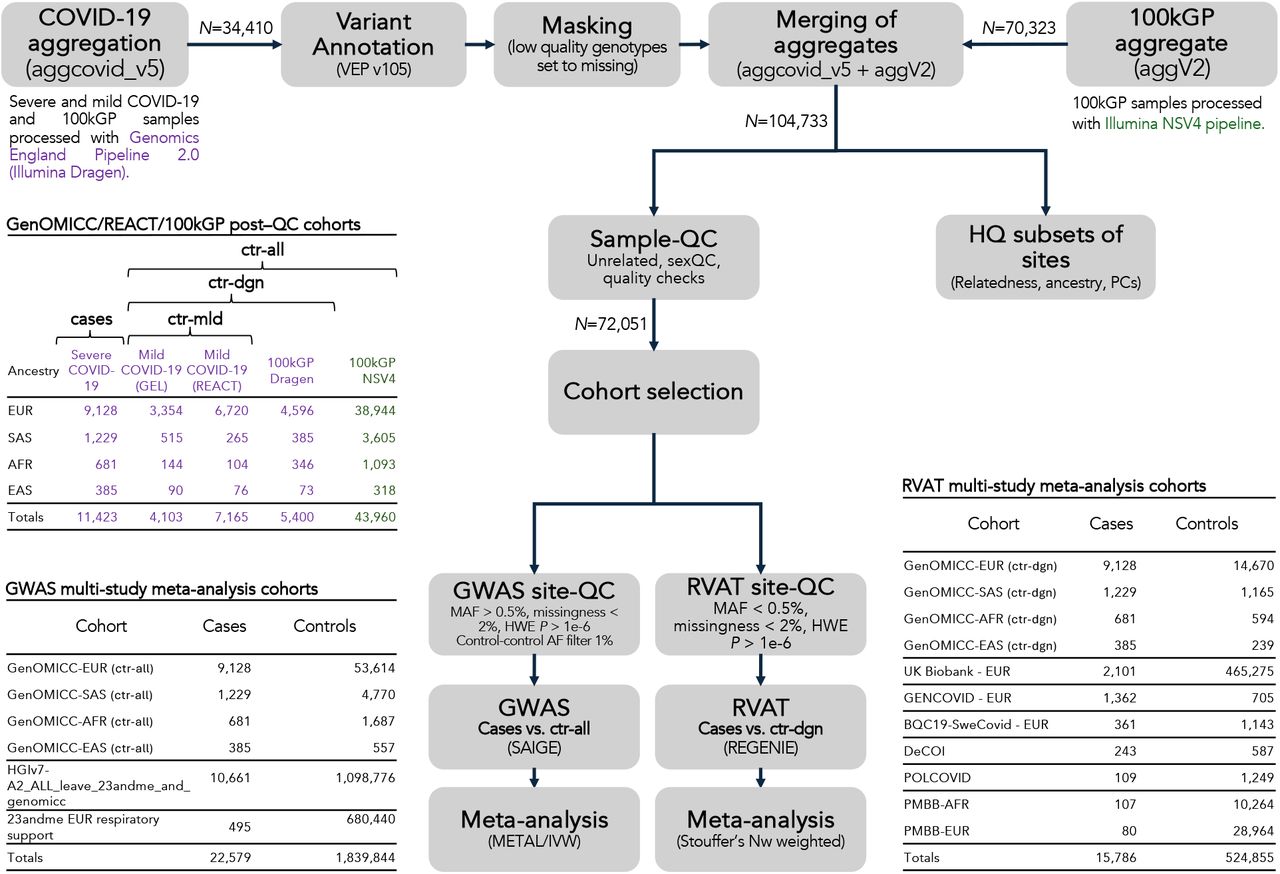 Overview of analysed cohorts and study analysis pipeline. The analysed cohorts comprised of individuals with severe COVID-19 and individuals with mild COVID-19 symptoms, along with individuals from the 100,000 Genomes Project (100kGP). COVID-19 severe and mild cohorts and a subset of 100kGP individuals were processed using the Genomics England Pipeline 2.0 (Illumina Dragen) with an additional subset of 100kGP individuals processed using a different pipeline (Illumina NSV4). Two separate aggregates were merged after masking of low quality genotypes, followed by sample quality control (sample-QC) for relatedness, sex mismatches and sample level quality. The post-quality control (post-QC) samples were divided into COVID-19 severe cases and three distinct control groups: ctrl-mld, ctrl-dgn, and ctrl-all and the sample breakdown by ancestry is shown. The ctrl-all controls set was used for GWAS analyses, while the ctrl-dgn controls set was used for rare variant aggregate testing (RVAT) analyses, as potential noise from inclusion of data from different processing pipelines is more challenging to quality control for rare variants. The ctrl-mld control set was utilized in sensitivity analyses to validate the primary findings. Additional site-wise quality control appropriate for GWAS and RVAT analyses was performed, followed by meta-analysis with other studies. A breakdown of case and control samples across studies that were included in the GWAS and RVAT meta-analyses is shown.