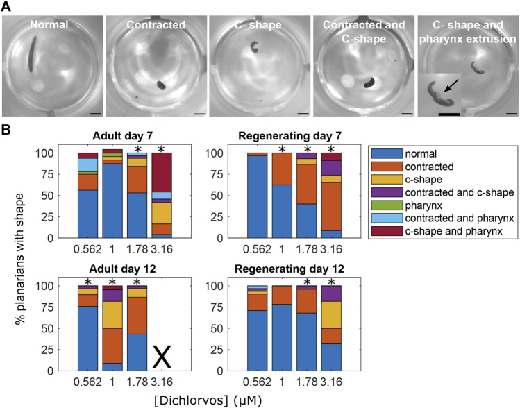 Abnormal body shapes induced by OP exposure. (A) Examples images of normal and abnormal body shapes observed in the OP-treated planarians. The normal planarian is from the vehicle controls. The contracted planarian was treated with 316 µM malathion. The remaining images are of dichlorvos-treated planarians. Scale bar: 1 mm. Inset shows magnified image of the planarian with the arrow pointing to the pharynx which is extruded from the body. (B) Stacked bar plot showing the percentage of planarians exhibiting the different body shape categories as a function of dichlorvos concentration in µM. Concentrations which are above the BMC for the outcome measure are marked with *. X indicates 100% lethality at 3.16 µM dichlorvos in adult planarians on day 12.