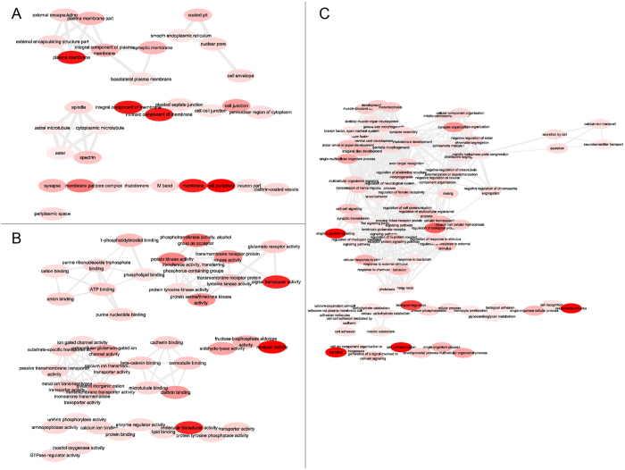 GO term relationships within the unique (Fig. 3A) cell component, (Fig. 3B) molecular function, and (Fig. 3C) biological process terms over time course of fungal infection of the locust. Circle color intensity indicates the confidence of the p-value (lowest is red, highest is light pink). The circle size indicates the frequency of the GO term in the underlying GOA database. Highly similar GO terms are linked by edges in the graph, where the line width reveals the degree of similarity.