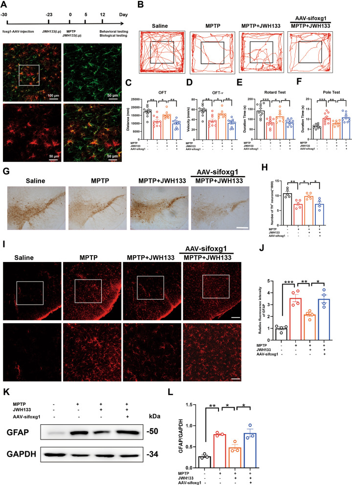 Knockdown of foxg1 exacerbates MPTP-induced PD-like symptoms in mice. A Experimental flow chart. Mice were injected with foxg1 AAVs into the midbrain 30 days prior to the experiment (green indicates midbrain astrocytes marked with GFAP, and red indicates the injected adenovirus, with a scale bar of 50 μm). Approximately 23 days later, mice were intraperitoneally injected with CB2R agonist JWH133 for 7 consecutive days. Subsequently, mice were subcutaneously injected with MPTP for 5 consecutive days, and JWH133 was also injected during these 5 days. Behavioral and biological tests of mice were performed thereafter. B The trajectory of the mice in the open field test, with distance traveled and time shown in C and D (n = 10), respectively. E, F Time recorded for each mouse in the rotarod test and pole test, respectively (n = 10). G Immunohistochemistry staining for TH-positive neurons in the midbrain of mice (scale bar, 200 μm), with stereological counts shown in H (n = 5). I Immunofluorescence detection of activated astrocytes in the midbrain of mice using GFAP as a marker (scale bar, 200 μm in the top panel, 100 μm in the bottom panel), with fluorescence quantification shown in J (n = 4). K, L Western blot detection of TH expression in midbrain and corresponding statistical data (n = 3). NS means not significant, *P < 0.05, **P < 0.01, ***P < 0.001 compared with the corresponding group, as determined by the one-way ANOVA