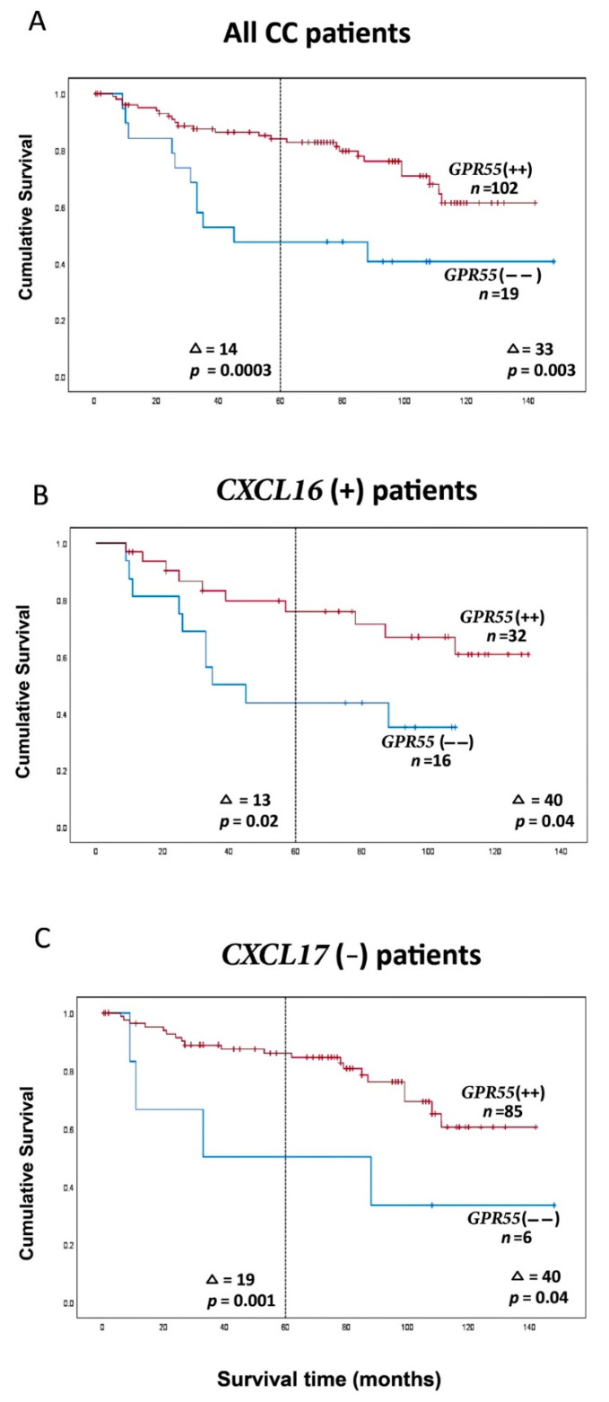 (A) Kaplan–Meier cumulative survival curves for GPR55(−−) and GPR55(++) patients. All 121 CC patients are included. Each patient is represented by the lymph node with the lowest GPR55 mRNA value. A GPR55 mRNA/CEA mRNA ratio of 0.1481 was used to divide the patients into two groups. (B) Kaplan–Meier cumulative survival curves for GPR55(−−) and GPR55(++) patients. The analysis is restricted to patients with CXCL16 mRNA levels in the highest lymph node > 7.2 mRNA copies/18S rRNA unit. The number of patients was 48. A GPR55 mRNA/CEA mRNA ratio of 0.1481 was used to divide the patients into two groups. (C) Kaplan–Meier cumulative survival curves for GPR55(−−) and GPR55(++) patients. The analysis is restricted to the CXCL17 mRNA levels in the highest lymph node < 0.0014 mRNA copies/18S rRNA unit. The number of patients was 91. A GPR55 mRNA/CEA mRNA ratio of 0.1481 was used to divide the patients into two groups. The patients were followed for 12 years. Differences in disease-free survival time after surgery between the two groups are given as a ∆-value in months and statistical significance as p-values; n = number of patients in the respective group.
