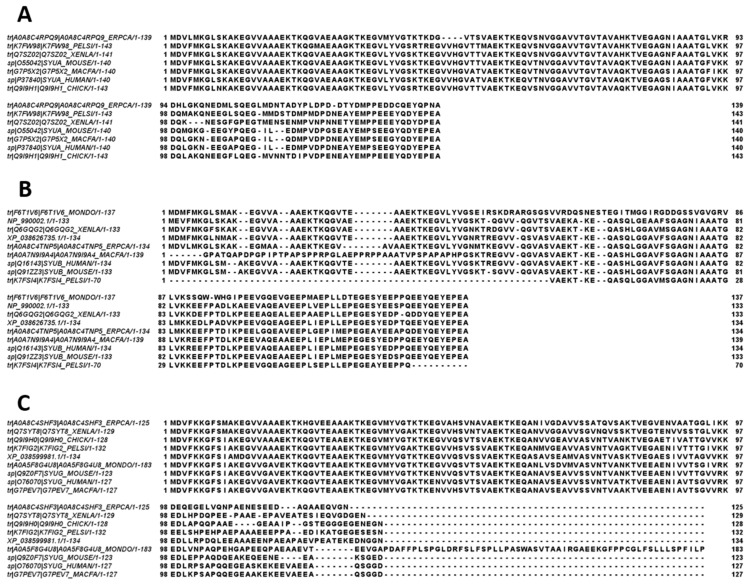 Multiple sequence alignments of α- (A), β- (B), and γ-synucleins (C) conducted by Clustal Omega using default parameters.