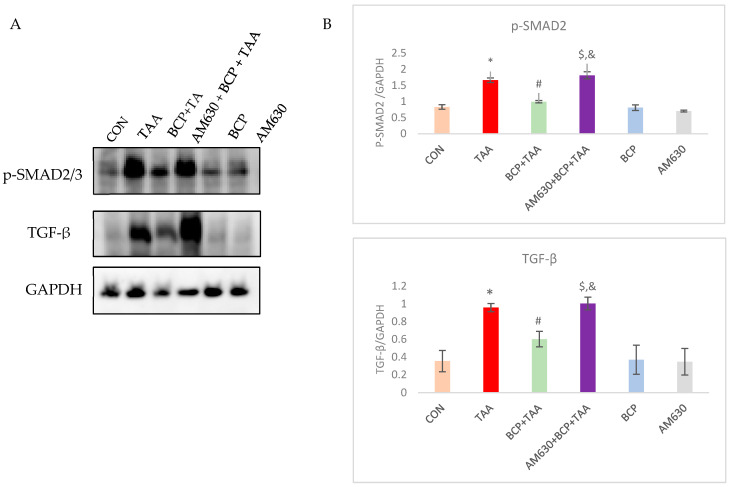 Expression of p-SMAD2 and TGF-β in liver tissue. (A) Western immunoblots and the (B) corresponding densitometric quantification of p-SMAD2 and TGF-β. Data is presented as mean ± SEM (n = 3). * p < 0.05 CON vs. TAA; # p < 0.05 TAA vs. BCP + TAA; $ p < 0.05 BCP + TAA vs. AM630 + BCP + TAA; & p > 0.05 (n.s.) AM630 + BCP + TAA vs. TAA (one-way ANOVA followed by DMRT). CON: Control; TAA: Thioacetamide; BCP: β-Caryophyllene; BCP + TAA: β-Caryophyllene + Thioacetamide treatment; AM630 + BCP + TAA: β-Caryophyllene + AM630 + Thioacetamide.
