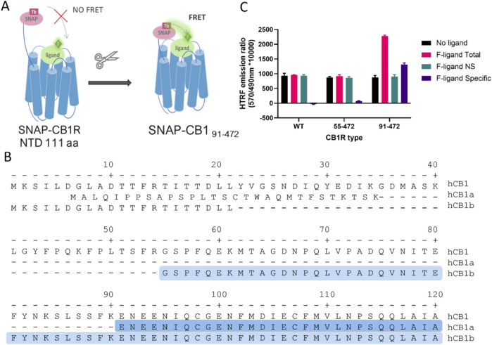 Truncation of human cannabinoid receptor type 1 (CB1R) allows for specific TR-FRET binding signals from fluorescent tracers. (A) Diagram showing how the long N-terminal domain (NTD) of CB1R (111 amino acids) may preclude FRET between the terbium cryptate donor and fluorescent tracer and rationale for truncating to shorten the distance. (B) Amino acid sequence of the N-terminal of human CB1R and its splicing variants hCB1a and hCB1b. The highlighted amino acids represent the N-terminal sequence of the truncated CB1R versions used (91–472 in dark blue and 55–472 in light blue), modified from Ryberg et al. (2005). (C) Total, non-specific (NS), and specific TR-FRET binding signals at full-length and truncated CB1R obtained using NBD-691 (1 µM).