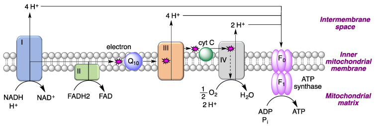 The role of coenzyme Q10 in electron and proton transfer processes in the mitochondrial respiratory chain.