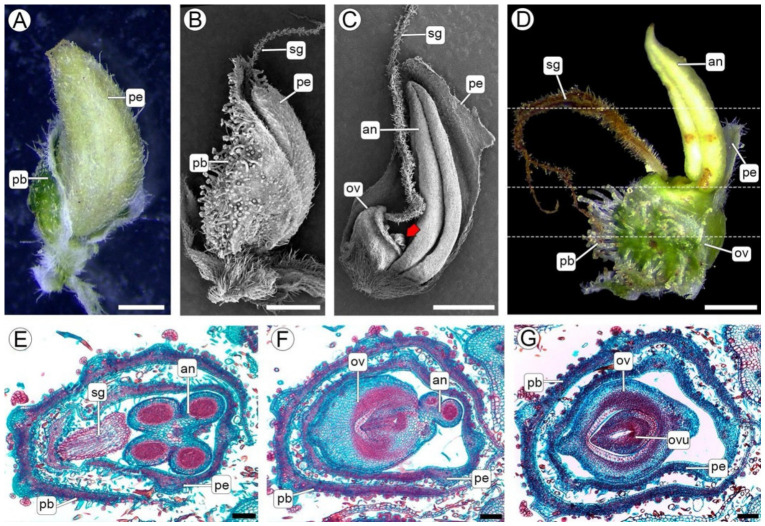 Aberrant flowers of Cannabis. (A,D) SM, (B,C) SEM, (E–G) LM. (A,B) Superficial view of an aberrant flower. (C) Same flower as in (B), showing the gynoecium, one developed stamen, and an atrophied stamen (red arrow). (D) Aberrant flower at anthesis with a gynoecium and one anther. (E–G) Transverse sections of a similar aberrant flower, at the levels indicated in (D), from apex (E) to base (G). Abbreviations: an = anther, ov = ovary, ovu = ovule, pb = perigonal bract, pe = hyaline perianth, sg = stigmatic branches. Scales: (A–D) = 1 mm, (E–G) = 100 µm.