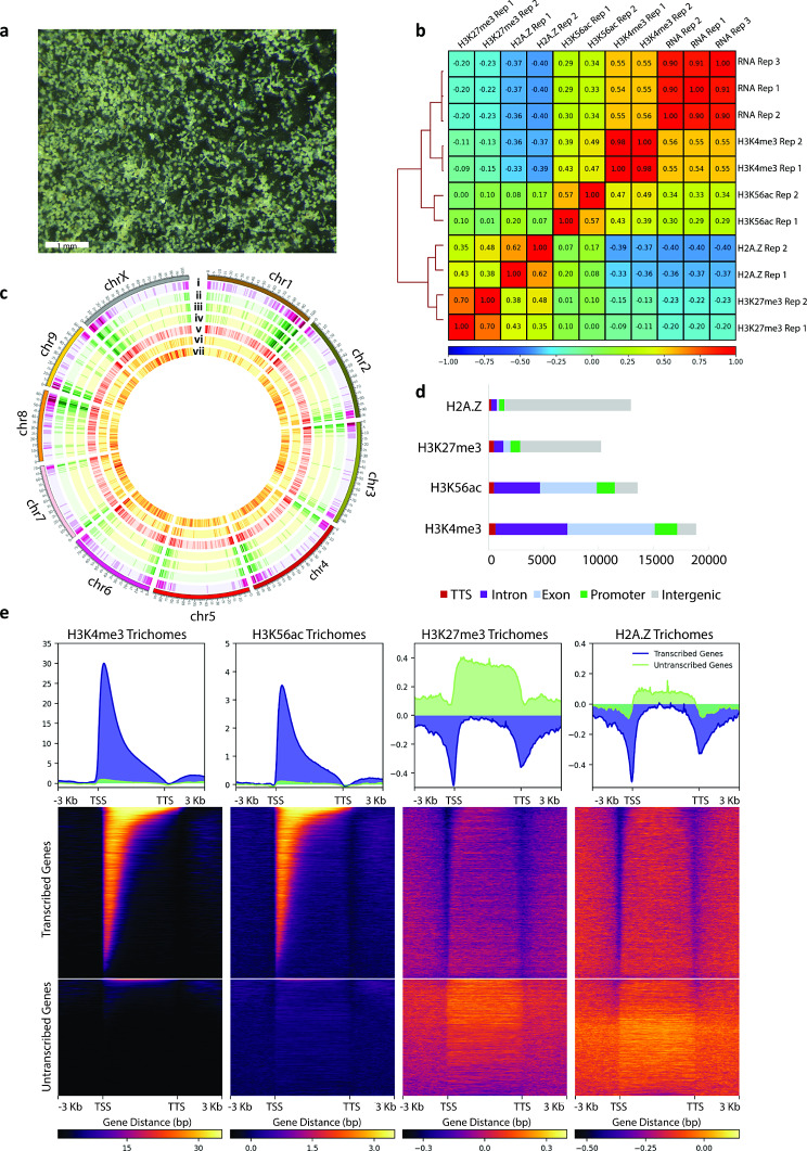 Assessment of data quality and genome feature associations of histone marks in Cannabis sativa glandular trichomes. (a) Light microscopy image (1 mm scale bar) of C. sativa glandular trichomes collected using a 25 μm mesh size during floral tissue ice-water extraction method. (b) Spearman correlation matrix of bam files for 3 biological replicates of glandular trichome RNA-seq data and two biological replicates each of glandular trichome ChIP-seq data for H3K4me3, H3K56ac, H3K27me3, and H2A.Z. (c) Distribution of features across the C. sativa genome; (i) gene density plot (ii) glandular trichome transcribed-gene density plot (iii) glandular trichome H3K4me3 peak density plot (iv) glandular trichome H3K56ac peak density plot (v) glandular trichome untranscribed-gene density plot (vi) glandular trichome H3K27me3 peak density plot and (vii) glandular trichome H2A.Z density plot. (d) Distribution of H2A.Z, H3K27me3, H3K56ac, and H3K4me3 across genome features. (e) Distribution of H3K4me3, H3K56ac, H3K27me3, and H2A.Z reads across all transcribed genes and untranscribed genes in glandular trichomes. Scale bars indicate relative enrichment