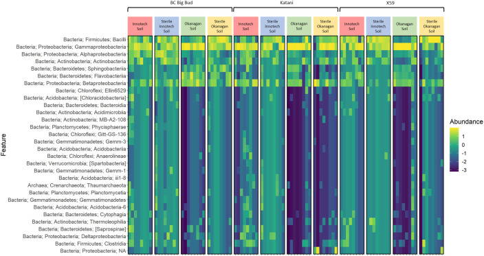 Heatmap of abundance of bacterial taxa in cannabis seedling endospheres. Amplicon sequencing was used to determine abundance of phylum level ASVs (amplicon squence variants) from 7-day old cannabis seedling endospheres. Seedlings are from three different cannabis genotypes and four soil conditions.
