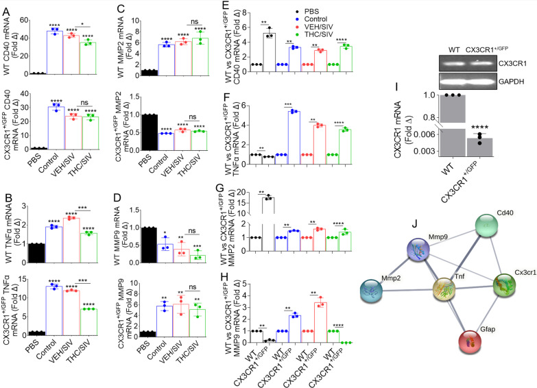 BG-EVs mediate distinct changes in the transcriptome of astrocytes: 200,000 primary mouse astrocytes per well were seeded in a 12 well-plate 24-h prior to experiment. Cells were treated with vehicle PBS or with 100 µg/mL pooled BG-EVs (n = 4, 25 µg/pool from each group) and incubated for 24 h. Cellular RNA was extracted, and gene expression was assessed by RT-qPCR. A–D Differential analysis of A CD40, B TNFα, C MMP2, and D MMP9. Top graph is WT and bottom graph is CX3CR1 + GFP + (TG) astrocytes. E–H Graphs depicting the differential response to the treatments between WT and CX3CR1 + GFP + (TG) astrocytes. Ordinary one-way ANOVA multiple comparison test (Dunnett’s test) was used to assess statistical differences in A–D. Unpaired T test with Welch’s correction was used to assess statistical differences between SIV and THC/SIV groups in panels A–H. Error bars represent S.E.M. *p < 0.05; **p < 0.01; ***p < 0.001; ****p < 0.0001; ns, not significant. I The levels of untreated astrocyte CX3CR1 mRNA expression relative to normalization against GAPDH. The RT-qPCR products representative of mRNA levels were normalized to GAPDH signal and shown on the bar, while the amplicons separated on agarose gel is the inset. J Protein–protein interaction (PPI) network of the altered genes in astrocytes