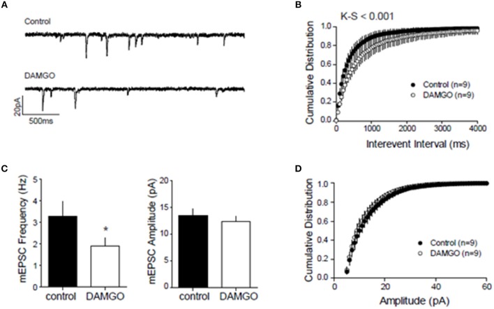 Presynaptic inhibitory CB1 and MOR interact at excitatory NAcC synapses. To localize the inhibitory action of DAMGO on excitatory NAcC synapses, we recorded miniature EPSCs by whole cell recordings in NAcC medium spiny neurons (MSN) clamped at –70 mV. mEPSC frequency and amplitude were calculated in the 10-min interval before and after 20 min of bath application of 10 μM DAMGO. Effect of DAMGO on miniature excitatory events in NAcC MSN: (A) Representative mEPSC of recordings before (control) and after DAMGO bath application; (B) Cumulative probability distribution of intervals between events showing a shift to the right after DAMGO and the length of inter-event interval was markedly increased [Kolmogorov-Smirnov (K-S), p < 0.001]; (C) Lower mean mEPSC frequency but no change in mean amplitude after DAMGO (N = 9 for both groups, *p < 0.05 by paired t-test); (D) Cumulative probability distribution of mEPSC amplitude showing no change. The cumulative distribution [(K-S) test; n.s.] and mean amplitude of the mEPSC remained unchanged after DAMGO application (CTRL: mean 13.46 ± 1.2 pA; DAMGO: mean 12.28 ± 0.99 pA; paired t-test). Error bars represent S.E.M.