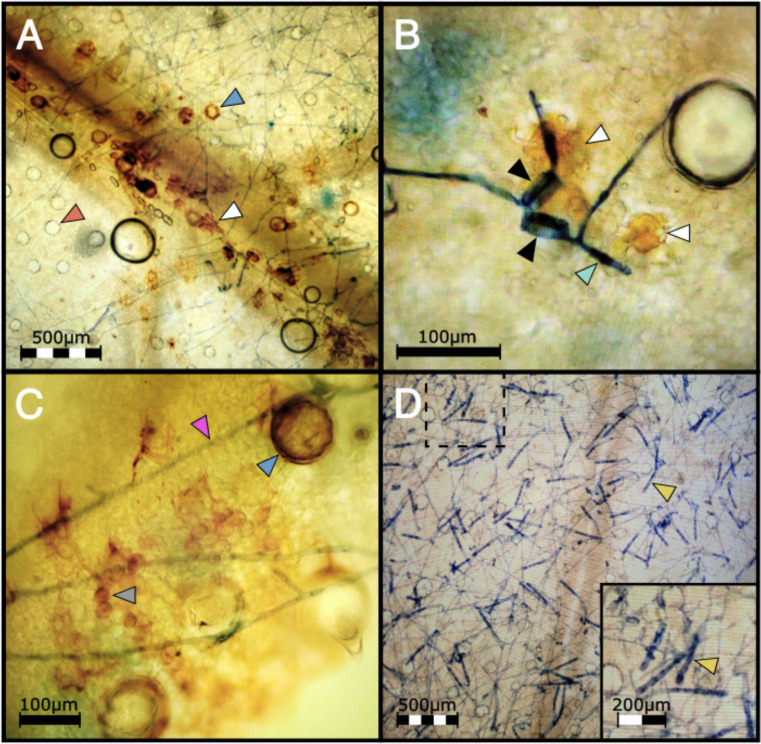 (A) DAB staining shows H2O2 accumulation in a highly localized pattern mainly in epidermal cells (white arrow) in PM2 genotype W03 infected with the mycelia of G. ambrosiae (string-like network stained in blue) at 1 wpi. Blue and red arrows show trichome basal cells with and without ROS accumulation respectively. (B) Epidermal cells (white arrows) showing ROS accumulation under two germinated PM spores (black arrows) with elongated germ tubes (light green arrow) attempting to penetrate the W03 host tissue. (C) Mesophyllic accumulation of H2O2 (round shape cells, grey arrow) was also observed in PM2 W03 samples under mycelial growth of G. ambrosiae (pink arrow). Blue arrow shows a trichome basal cell filled with ROS. (D) Susceptible genotype AC did not show ROS accumulation after DAB staining and showing high levels of conidiophore (yellow arrow) production instead. Dashed box denotes the magnified region in bottom right inset.