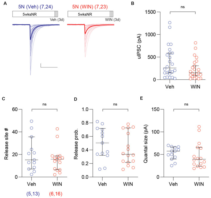 Cannabinoid agonist does not affect uIPSC of mature normal reared mice. (A) Superimposed traces are uIPSCs from 5N mice systemically injected with the CB1 receptor agonist WIN (10 mg/kg, I.P.: red) or vehicle (Veh: blue) for 3 days. Group grand averages are depicted with thick lines. Scale bars: 100 pA and 50 ms. (B) The amplitude of uIPSCs did not change in 5N mice injected with WIN for 3 days. (C–E) The number of release sites (C), the release probability (D), or the quantal size (E) did not differ after the WIN injection in 5N mice. Circles represent individual cases, horizontal bars indicate the median with 95% CI. The number of mice and analyzed cell pairs are indicated in parentheses. Asterisks indicate p < 0.05. ns: not significant.