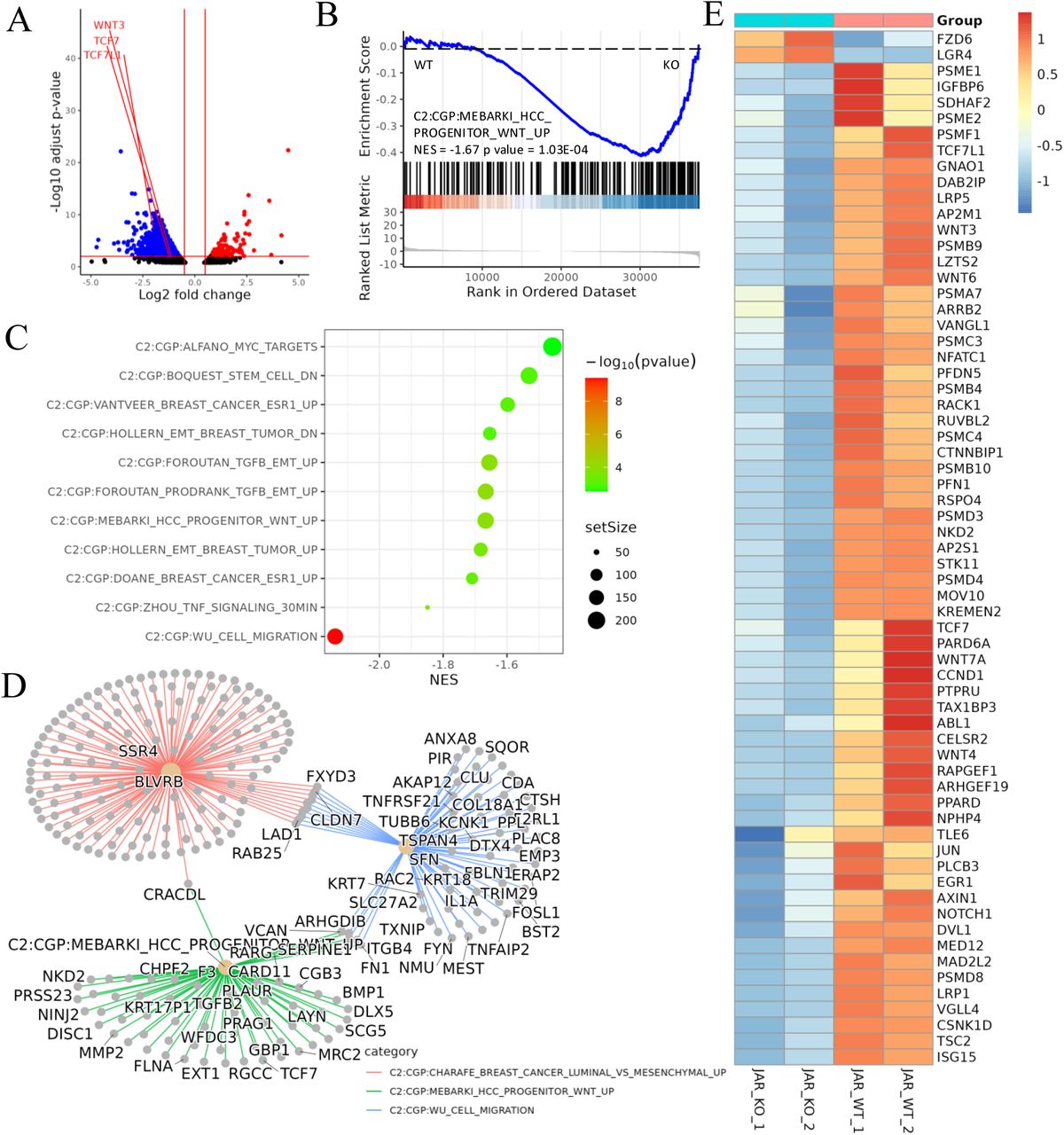Transcriptomic analysis revealed that ACVR2A may suppress cell biological behavior through the Wnt/TCF7 pathway in JAR cell lines.(A) The Volcano plots of RNA-seq for all the genes compared JAR-ACVR2A-KO and WT.(B) One representative hallmark pathway, the Wnt pathway, in the ACVR2A-KO group.(C) The enriched biological process pathways of cell invasion and migration based on DEGs (p value cutoff = 0.05).(D) The category netplot depicted the linkages of downregulated genes and three biological concepts that are related to ACVR2A as a network.(E) The heatmap showed differentially expressed genes (DEGs) in the Wnt pathway between experimental and normal control groups. Red and blue represent significantly upregulated and downregulated genes, respectively.