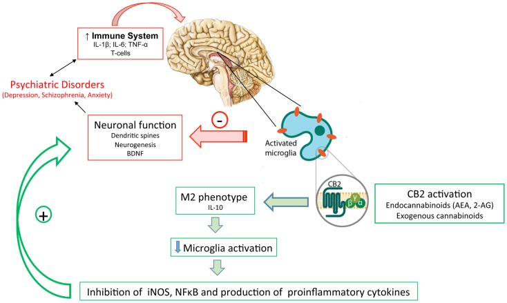 The inflammatory status observed in patients with psychiatric disorders might lead to activated microglia and neuronal/synaptic damage. Activation of cannabinoids receptors (mainly CB2 in activated microglia) by (endo)cannabinoids would drive microglia to a M2 (pro-resolution) state, decreasing the production of proinflammatory mediators and protecting neurons from damage.