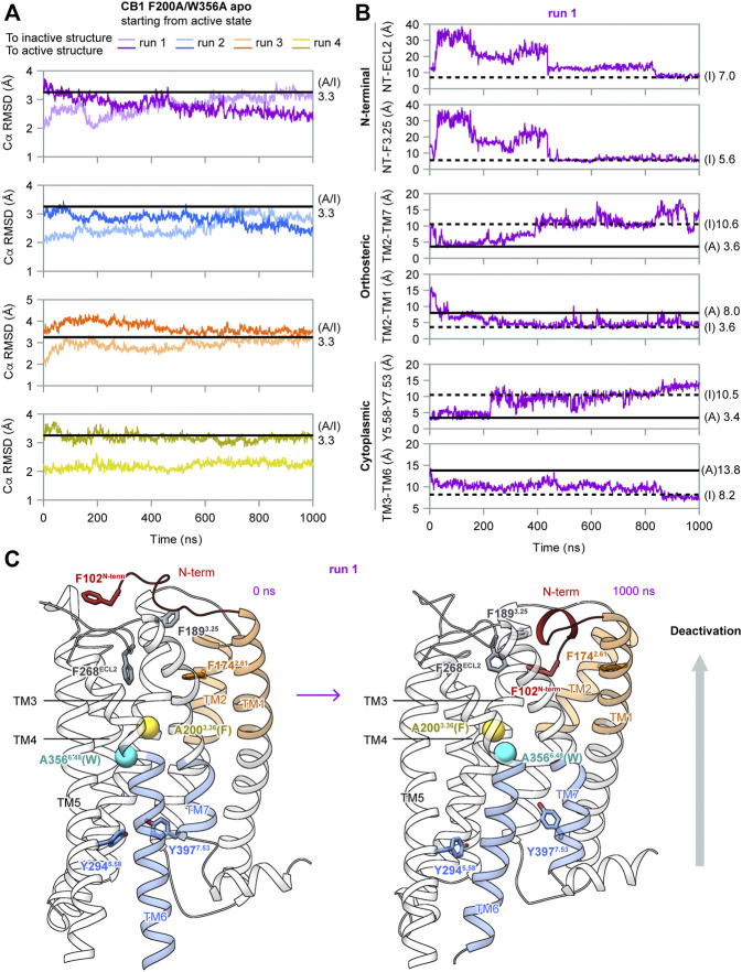 MD simulation results of CB1 double-mutant F200A/W356A starting from the active state. (A) RMSD of Cα atoms to inactive or active structures showed the overall structure gradually shifted from the active state to inactive state in runs 1–2. (B) Indicators for movements at different parts of CB1 in run 1, showing deactivation transitions started at the cytoplasmic end and finalized at the extracellular end. The two N-terminal indicators could not be measured in the active structure because F102N−term was not solved. Results for run 2 are shown in Supplementary Figure S3. (C) Structures of the first and the last snapshot of run 1, showing conformational changes at different parts of CB1 during simulation. Cβ atoms of A2003.36 (phenylalanine in wild type CB1) and A3566.48 (tryptophan in wild type CB1) are shown as spheres.
