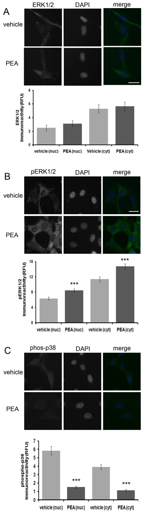 PEA increases nuclear and cytosolic pERK1/2 and decreases nuclear and cytosolic phospho-p38 immunoreactivity in HT22 cells independent of CB2 activation. (A), A brief, 30 minute PEA treatment of HT22 cells has no effect on nuclear or cytosolic ERK1/2 immunoreactivity. (B), a 30 minute PEA treatment results in a transient increase in nuclear and cytosolic pERK/12 immunoreactivity. In the ERK1/2 immunofluorescence experiment, n equals 24 and 34 cells for vehicle and PEA treatments, respectively. In the pERK1/2 immunofluorescence experiment, n equals 46 and 81 cells for vehicle and PEA treatments, respectively. A P-value of ≤ 0.001 is indicated by *** as determined by a two-sample t-test. (C), Treatment of HT22 cells with PEA for 30 min. resulted in a dramatic and significant decrease in both nuclear and cytosolic phospho-p38 immunoreactivity. In this study, for the 30 minute treatment group, n equals 42 and 35 cells for vehicle and PEA treatments, respectively. For the 60 minute treatment group, n equals 50 and 41 cells for vehicle and PEA treatments, respectively. A P-value of ≤ 0.001 is indicated by *** as determined by a two-sample t-test.
