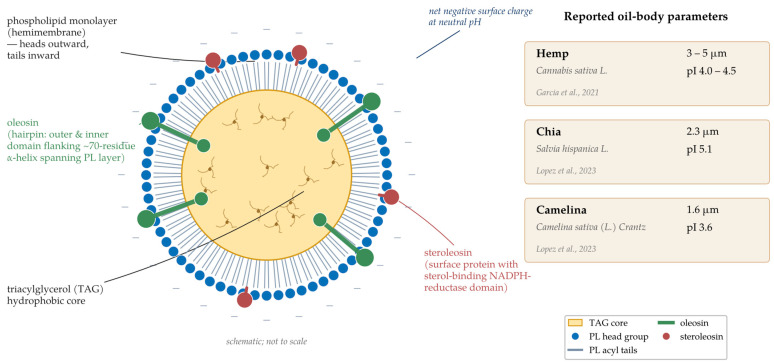 Schematic cross-section of a plant seed oil body (oleosome) and reported parameters for hemp, chia and camelina. Right panel: reported mean Sauter diameters and isoelectric points (pI) of oil bodies from hemp [4], chia and camelina [5]. Schematic; not to scale.