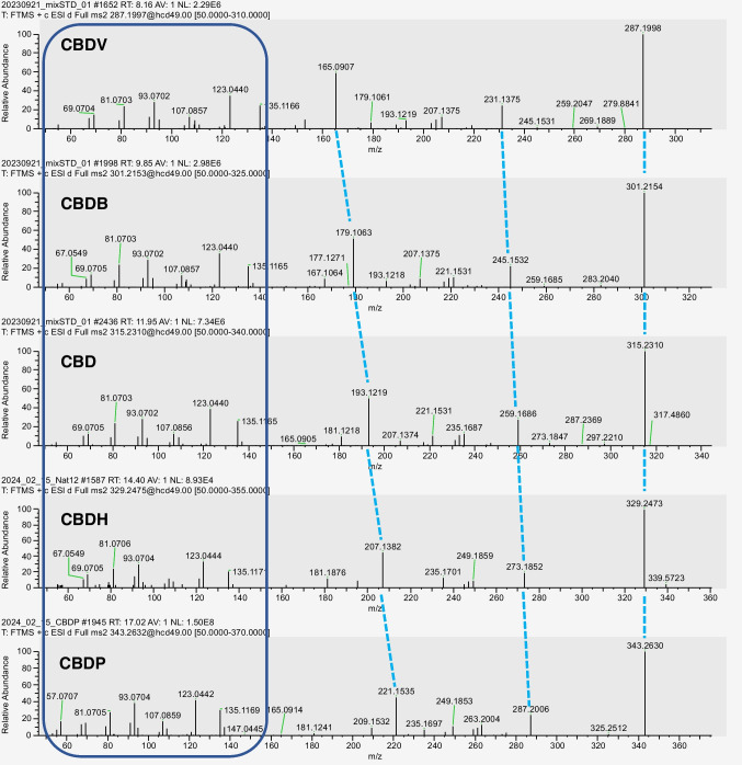 Fragmentation pattern of CBD and structurally related compounds. The blue box includes product ions related to the fragmentation of the terpene moiety, which remain unaltered for each compound. Light blue dashed lines refer to matching product ions among the cannabinoids