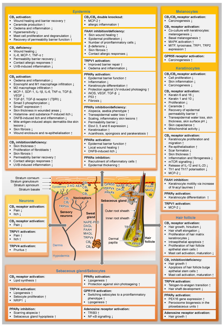 Distribution of the elements of the endocannabinoid system in the skin and their functional effects. In the text boxes, the regulations proven in the literature have been indicated. The term deficiency always refers to the fact that results from experiments with knockout animals are included here. ↑, upregulated; ↓, downregulated; AEA, N-arachidonoyl ethanolamine (anandamide); 2-AG, 2-arachidonoyl glycerol; CB1, cannabinoid receptor 1; CB2, cannabinoid receptor 2; DAGL, diacylglycerol lipase; DNFB, 1-fluoro-2,4-dinitrobenzene; Elovl 3, 5 and 6, elongation of very-long-chain fatty acids-like group of enzymes; GPR, G protein-coupled receptor; FAAH, fatty acid amide hydrolase; IL, interleukin; iNOS, inducible nitric oxide synthase; MAGL, monoacylglycerol lipase; MAPK, mitogen-activated protein kinases; MCP, monocyte chemoattractant protein; MITF, microphthalmus-associated transcription factor; mTOR, mammalian target of rapamycin; NAPE-PLD, N-acylphosphatidylethanolamine-hydrolysing phospholipase D; NF-κB, nuclear factor ‘kappa-light-chain-enhancer’ of activated B-cells; NRIP1, nuclear receptor interacting protein-1; PEX16, peroxin 16; PPAR, peroxisome proliferator-activated receptor; SDF-1, stromal cell-derived factor-1; Smad, small mothers against decapentaplegic homolog; TGF-β, transforming growth factor-β; TNF-α, tumour necrosis factor-α; TRIB3, tribbles homolog 3; TRP, tyrosinase-related protein; TRPV, transient receptor potential vanilloid; UVB, ultraviolet B radiation; VEGF, vascular endothelial growth factor.
