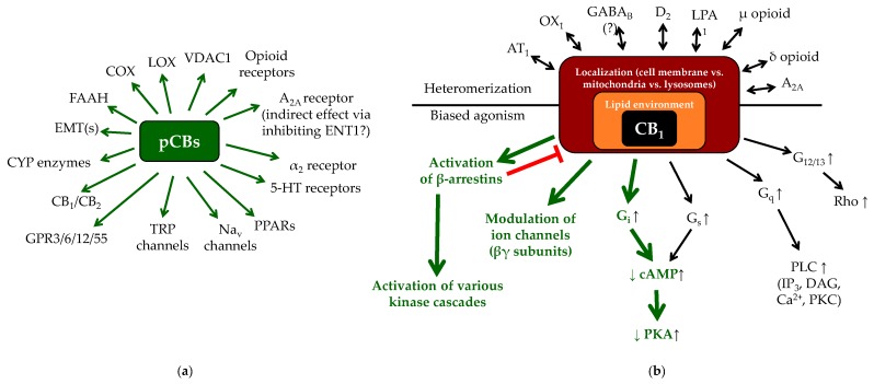 Examples of the context-dependent complexity of the cannabinoid signaling. (a) Overview of the most important potential targets of the phytocannabinoids (pCBs), which can be concentration-dependently activated/antagonized/inhibited by these molecules. Each pCB can be characterized by a unique molecular fingerprint, and every pCB was found to interact with only a subset of potential targets shown on panel (a). Importantly, the interactions can even result in opposing outcomes (e.g., THC is a partial CB1 agonist, whereas CBD is a CB1 antagonist/inverse agonist), making prediction of cellular effects of the pCBs even more difficult. (b) The actual biological response, which develops following the activation of CB1 receptor depends on several additional factors, including biased agonism [31,32,65,66,67,68,69,70,71,72,73], possible receptor heteromerization [32,74,75,76,77,78,79,80], localization (i.e., cell membrane vs. mitochondria vs. lysosomes [81,82,83]), as well as the composition of the lipid microenvironment of the given membrane [58,84]. Green arrows on panel (b): the most common signaling pathways of CB1. Note that besides CB1, biased agonism is well-described in case of CB2, GPR18, GPR55 and GPR119 as well, whereas CB2 was proven to heteromerize with, e.g., C-X-C chemokine receptor type 4 chemokine receptor (CXCR4), or GPR55 (for details, see the above references). The question mark indicates that functional heteromerization of CB1 and GABAB receptors is questionable. AT1: angiotensin II receptor type 1; CYP: cytochrome P450 enzymes; D2: dopamine receptor 2; EMT(s): endocannabinoid membrane transporter(s); ENT1: equilibrative nucleoside transporter 1; GABAB: γ-aminobutyric acid receptor B; LPA1: lysophosphatidic acid receptor 1; Nav: voltage-gated Na+ channels; OX1: orexin 1 receptor; VDAC1: voltage-dependent anion channel 1. The figure was adapted and modified from [31] originally licensed under CC-BY, version 4.0.