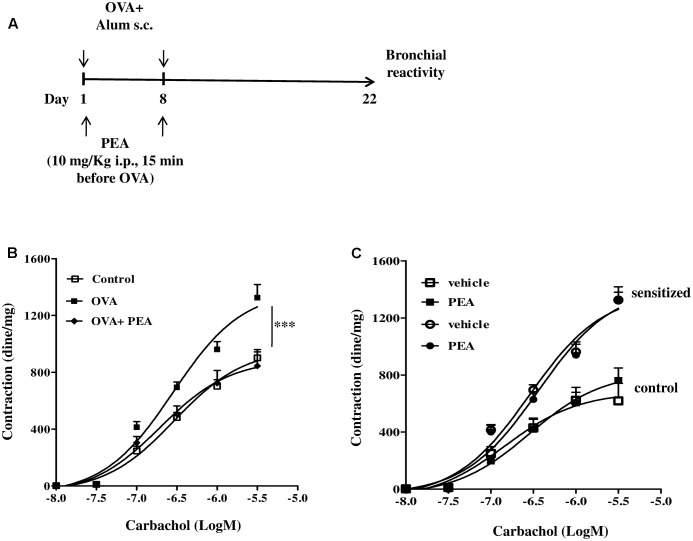 Effect of PEA on OVA-induced bronchial hyperreactivity. (A) Scheme of sensitization and drug treatment. Mice were injected with 0.4 ml s.c. of a suspension containing 100 μg of OVA absorbed to 3.3 mg of aluminium hydroxide gel or vehicle (control) on days 1 and 8. After 22 days after OVA sensitization mice were sacrificed. PEA (10 mg/kg) was administered i.p. 15 min before each OVA administration. (B) Bronchial reactivity to carbachol was evaluated 22 days after OVA injection. (C) Carbachol-induced contractions of bronchi harvested from both control and OVA sensitized-mice in presence or absence of PEA (10-5 M). Data are expressed as means ± SEM, n = 6 animals for each group. Concentration-response curves (B,C) have been generated by a non-linear regression analysis.∗∗∗p < 0.001; two-ways ANOVA plus Bonferroni.