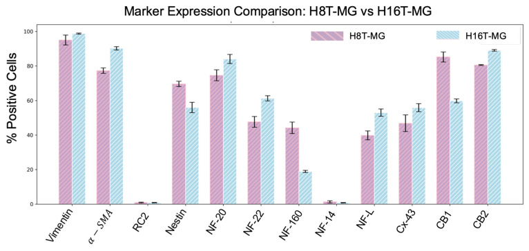 Quantitative comparison of immunocytochemical marker expression in H8T-MG and H16T-MG cultures. Bars show the mean percentage of immunopositive cells ± SD. Lilac/pink bars represent H8T-MG and light-blue/white bars represent H16T-MG. Markers include vimentin, α-SMA, nestin, RC2, neurofilaments, Cx-43, CB1 and CB2.