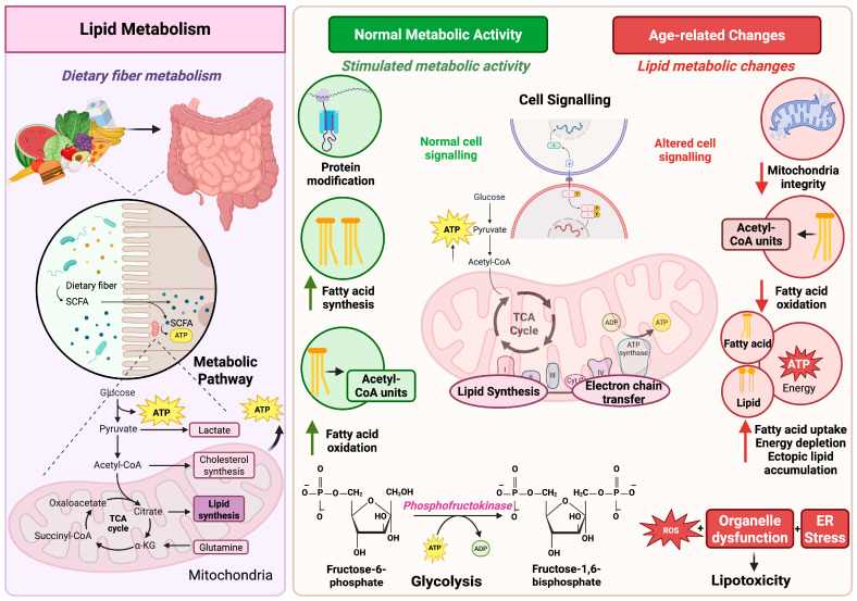 Overview of lipid metabolism, energy regulation, and age-related metabolic changes. Dietary fiber is metabolized by gut microbiota into short-chain fatty acids (SCFAs), contributing to energy production and lipid metabolism. Lipid pathways include glycolysis, the TCA cycle, and mitochondrial synthesis, supporting cell signaling, protein modification, and fatty acid oxidation. In healthy states, cytosolic acetyl–CoA for lipid and cholesterol synthesis derives from citrate export and ACLY cleavage, while mitochondrial acetyl–CoA feeds the TCA cycle. Aging disrupts lipid metabolism, leading to reduced mitochondrial integrity, impaired acetyl-CoA production, and decreased fatty acid oxidation. These changes result in ectopic lipid accumulation, ATP depletion, and increased oxidative and ER stress, causing lipotoxicity. Created in BioRender. Singh, D. (2025) https://BioRender.com/0qices2.
