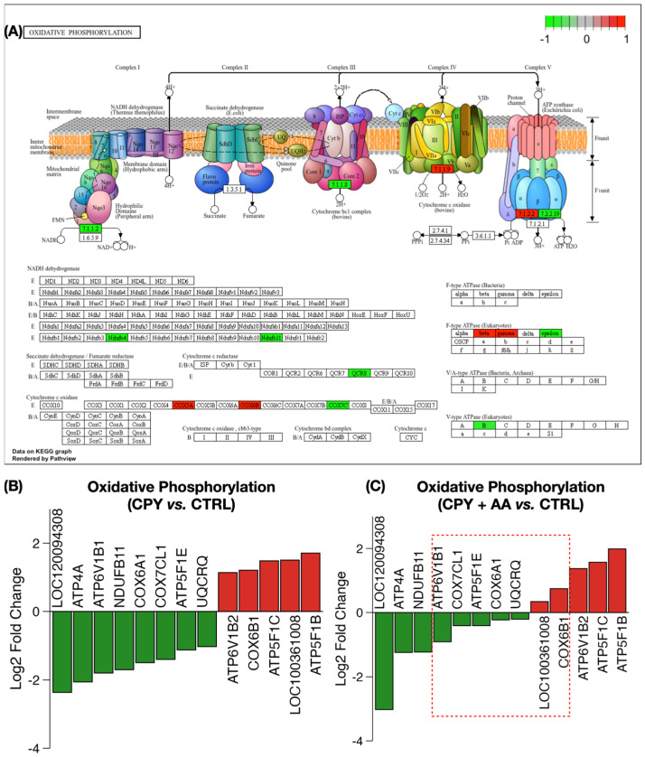 (A) Schematic of the electron transport chain showing disruption in complexes 1, 3, 4, and 5. Green boxes indicate downregulated proteins, while red boxes indicate upregulated proteins, and uncolored boxes were either not differentially expressed or were not detected. (B) Bar chart showing the log2 of the change in expression of proteins involved in oxidative phosphorylation following chlorpyrifos exposure (CPY vs. CTRL). (C) Bar chart showing the expression of the same proteins following AA supplementation (CPY + AA vs. CTRL) with the red box highlighting proteins that were no longer differentially expressed.