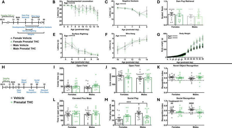 Prenatal exposure to THC alters social play and decreases social recognition without impacting development or other nonsocial behaviors.A Schematic showing treatment paradigm, timeline, and legend for (B–G). B Quantification of the latency to locomote. Repeated measures three-way ANOVA revealed no effect of sex, data was then collapsed. Repeated measures two-way ANOVA showed decrease in latency to locomote as rats aged (F (9, 621) = 8.404; P < 0.0001) and no effect of treatment on latency. n = 15–17 rats per sex per treatment. ****P < 0.0001. C Quantification of the latency to respond to gravitational cues. Repeated measures three-way ANOVA revealed no effect of sex, data was then collapsed. Repeated measures two-way ANOVA showed decrease in latency to respond to gravitational cues as rats aged (F (3.925, 270.8) = 78.50; P < 0.0001) and no effect of treatment on latency. n = 9–11 rats per sex per treatment. ****P < 0.0001. D Quantification of the dam latency to retrieve pups. Two-way ANOVA shoed no interaction or main effects of sex or treatment. n = 11–12 rats per sex per treatment. E Quantification of the latency to surface right. Repeated measures three-way ANOVA revealed no effect of sex, data was then collapsed. Repeated measures two-way ANOVA showed decrease in latency to surface right as rats aged F (2.354, 162.4) = 32.38; P < 0.0001) and no effect of treatment on latency. n = 9–11 rats per sex per treatment. ****P < 0.0001. F Quantification of the latency to fall from a hanging wire. Repeated measures three-way ANOVA revealed no effect of sex, data was then collapsed. Repeated measures two-way ANOVA showed an increase in latency to fall from a hanging wire as rats aged (F (3.581, 247.1) = 14.51; P < 0.0001) and no effect of treatment on latency. n = 15–17 rats per sex per treatment. ****P < 0.0001. G Quantification of body weight, individual rat data points shown with mean line displayed due to overlapping averages. Repeated measures three-way ANOVA showed a main effect of sex (F (1, 38) = 129.6; P < 0.0001) so analysis was repeated as two-way repeated measures ANOVAs to assess the effect of treatment separately in male and female rats. Two-way ANOVA of females showed an increase in weight across age (F (1.515, 28.78) = 1759; P < 0.0001) with no effect of treatment on weight. Two-way ANOVA of males showed an increase in weight across age (F (1.427, 27.11) = 3185; P < 0.0001) with no effect of treatment on weight. n = 11–17 rats per sex per treatment. ****P < 0.0001. H Schematic showing treatment paradigm, timeline, and legend for (I–N). I Quantification of open field center time. Two-way ANOVA showed no interaction or main effects of sex or treatment. n = 17–18 rats per sex per treatment. J Quantification of open field line crosses. Two-way ANOVA showed no interaction or main effects of sex or treatment. n = 17–18 rats per sex per treatment. K Quantification of recognition index during novel object recognition. Two-way ANOVA showed no interaction or main effects of sex or treatment. n = 15–18 rats per sex per treatment. Horizontal dashed line indicates recognition index of 0.5. L Quantification of the total number of play events. Two-way ANOVA showed sex x treatment interaction (F (1, 66) = 8.422; P = 0.0050). Bonferroni post hoc comparison between groups. N = 17–18 rats per sex per treatment. *P < 0.05, ***P < 0.001. M Quantification of recognition index score. Two-way ANOVA showed main effect of treatment with THC exposure decreasing recognition index (F (1, 67) = 8.421; P = 0.0050). **P < 0.01. One sample t-test against a hypothetical value of 0.5 of vehicle treated females (t = 3.173, p = 0.0059), THC treated females (t = 1.178, p = 0.2549), vehicle treated males (t = 5.159, p < 0.0001), and THC treated males (t = 0.7001, p = 0.4933). ##P < 0.01 ####P < 0.0001. n = 15–17 rats per sex per treatment. Horizontal dashed line indicates recognition index of 0.5. N Quantification of time spent in open arm of elevated plus maze. Two-way ANOVA showed no interaction or main effects of sex or treatment. n = 17–18 rats per sex per treatment.